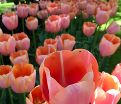 Тюльпан Ментон (Tulipa Menton) — фото 9