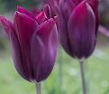 Тюльпан Мерло (Tulipa Merlot) — фото 3