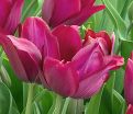 Тюльпан Мерло (Tulipa Merlot) — фото 5