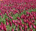 Тюльпан Мерло (Tulipa Merlot) — фото 6
