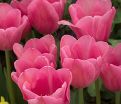 Тюльпан Мистресс (Tulipa Mistress) — фото 2