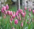 Тюльпан Мистресс (Tulipa Mistress) — фото 4