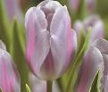 Тюльпан Мистресс Мистик (Tulipa Mistress Mystic) — фото 2