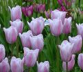 Тюльпан Мистресс Мистик (Tulipa Mistress Mystic) — фото 3