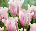 Тюльпан Мистресс Мистик (Tulipa Mistress Mystic) — фото 4