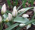 Тюльпан многоцветный (Tulipa polychroma) — фото 2