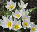 Тюльпан многоцветный (Tulipa polychroma) — фото 3
