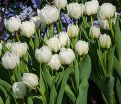 Тюльпан Мондиаль (Tulipa Mondial) — фото 2