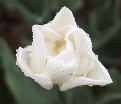 Тюльпан Мондиаль (Tulipa Mondial) — фото 4