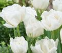 Тюльпан Мондиаль (Tulipa Mondial) — фото 5