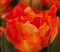 Тюльпан Монте Оранж (Tulipa Monte Orange) — фото 2