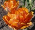 Тюльпан Монте Оранж (Tulipa Monte Orange) — фото 3
