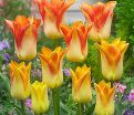 Тюльпан Мунблаш (Tulipa Moonblush) — фото 2