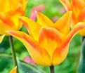 Тюльпан Мунблаш (Tulipa Moonblush) — фото 3
