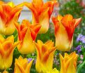 Тюльпан Мунблаш (Tulipa Moonblush) — фото 4