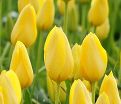 Тюльпан Мускадет (Tulipa Muscadet) — фото 2