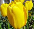 Тюльпан Мускадет (Tulipa Muscadet) — фото 3