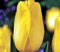 Тюльпан Мускадет (Tulipa Muscadet) — фото 4