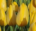 Тюльпан Мускадет (Tulipa Muscadet) — фото 6