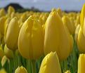 Тюльпан Мускадет (Tulipa Muscadet) — фото 7