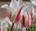 Тюльпан Мэрилин (Tulipa Marilyn) — фото 3