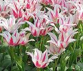 Тюльпан Мэрилин (Tulipa Marilyn) — фото 5