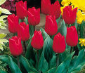 Тюльпан Мэрри Кристмас (Tulipa Merry Christmas) — фото 3