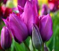 Тюльпан Найт Клаб (Tulipa Night Club) — фото 4