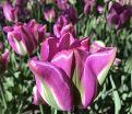 Тюльпан Найтрайдер (Tulipa Nightrider) — фото 6