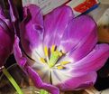 Тюльпан Негрита (Tulipa Negrita) — фото 5