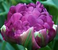 Тюльпан Негрита Дабл (Tulipa Negrita Double) — фото 3