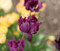 Тюльпан Негрита Пэррот (Tulipa Parrot Negrita) — фото 3