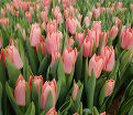 Тюльпан Непер (Tulipa Neper) — фото 3