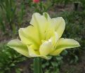 Тюльпан Нью Хистори (Tulipa New History) — фото 3