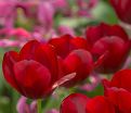 Тюльпан Нэйшнал Велвет (Tulipa National Velvet) — фото 3