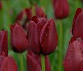 Тюльпан Нэйшнал Велвет (Tulipa National Velvet) — фото 5