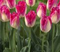 Тюльпан Оксер (Tulipa Auxerre) — фото 2