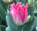 Тюльпан Оксер (Tulipa Auxerre) — фото 3