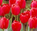 Тюльпан Оксфорд (Tulipa Oxford) — фото 2
