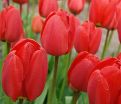 Тюльпан Оксфорд (Tulipa Oxford) — фото 3