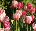 Тюльпан Оллиуле (Tulipa Ollioules) — фото 2