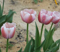 Тюльпан Оллиуле (Tulipa Ollioules) — фото 3