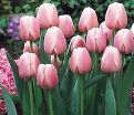 Тюльпан Оллиуле (Tulipa Ollioules) — фото 4