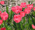 Тюльпан Оранж ван Эйк (Tulipa Orange van Eijk) — фото 3