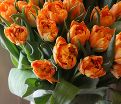 Тюльпан Оранж Принцесс (Tulipa Orange Princess) — фото 2
