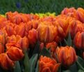 Тюльпан Оранж Принцесс (Tulipa Orange Princess) — фото 4