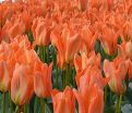 Тюльпан Оранж Эмперор (Tulipa Orange Emperor) — фото 2