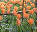 Тюльпан Оранж Эмперор (Tulipa Orange Emperor) — фото 3