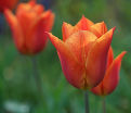 Тюльпан Оранж Эмперор (Tulipa Orange Emperor) — фото 5