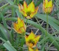 Тюльпан Орфанида Флава (Tulipa orphanidea Flava) — фото 2